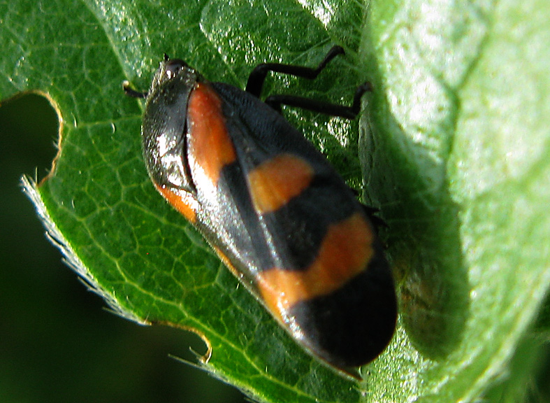 identificazione cicadelllidae