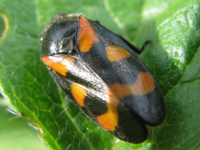 identificazione cicadelllidae