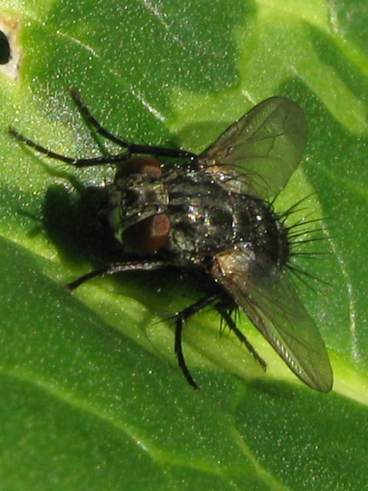 Voria ruralis (Tachinidae)