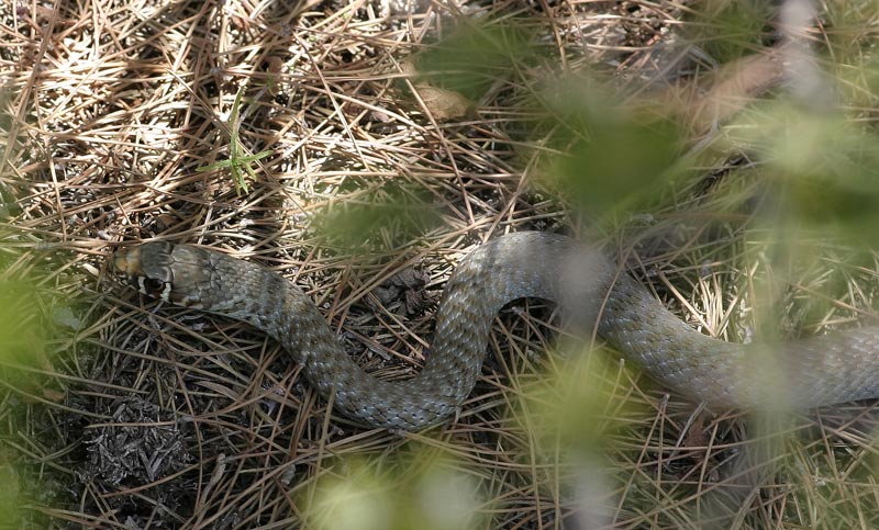 Giovane ofide da identificare