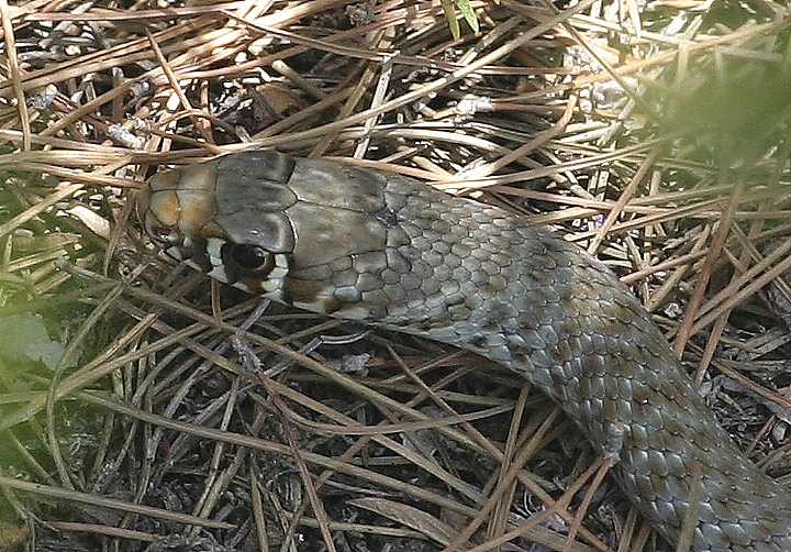 Giovane ofide da identificare