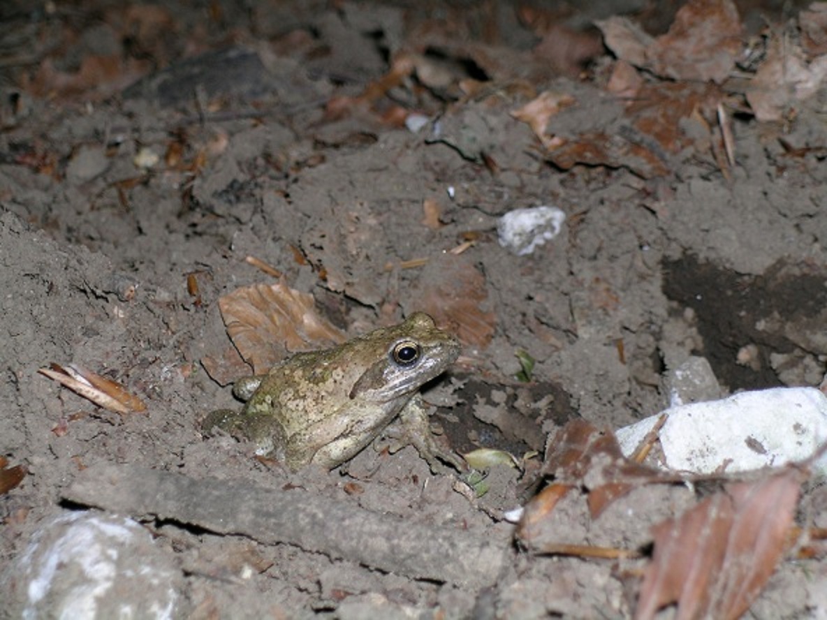 chi  ? Rana italica