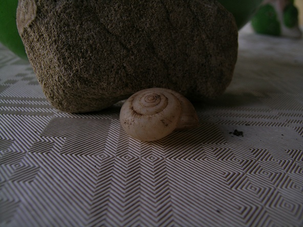 foto 7 e 8