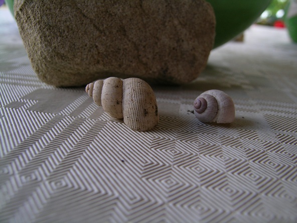 foto 5 e 6