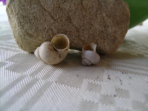 foto 5 e 6