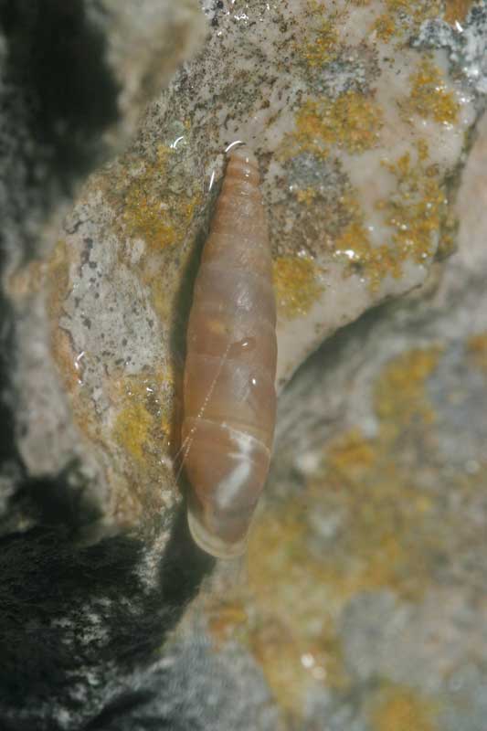 Leucostigma??..