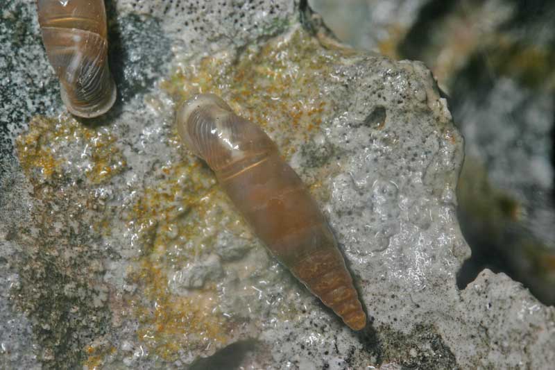 Leucostigma??..