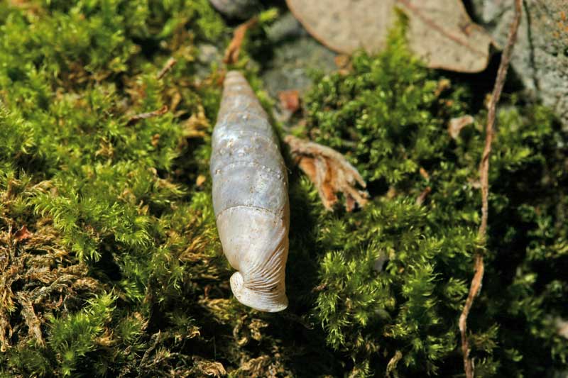Leucostigma??..