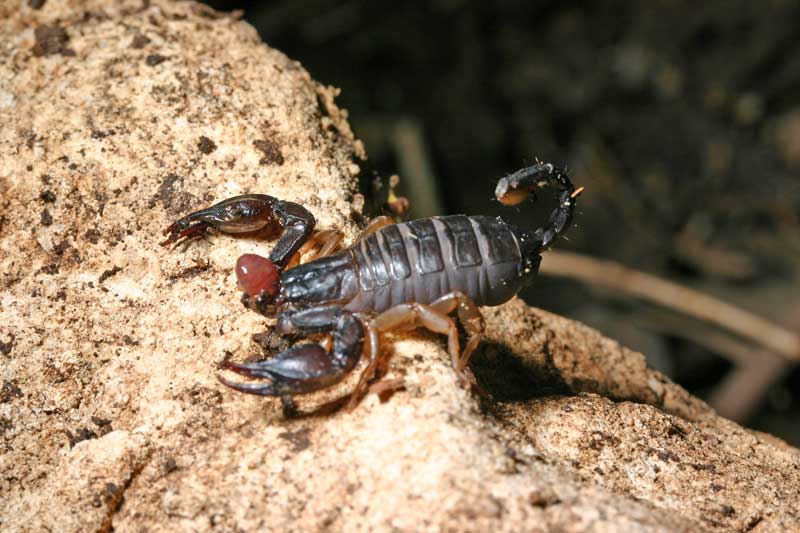 Euscorpius flavicaudis