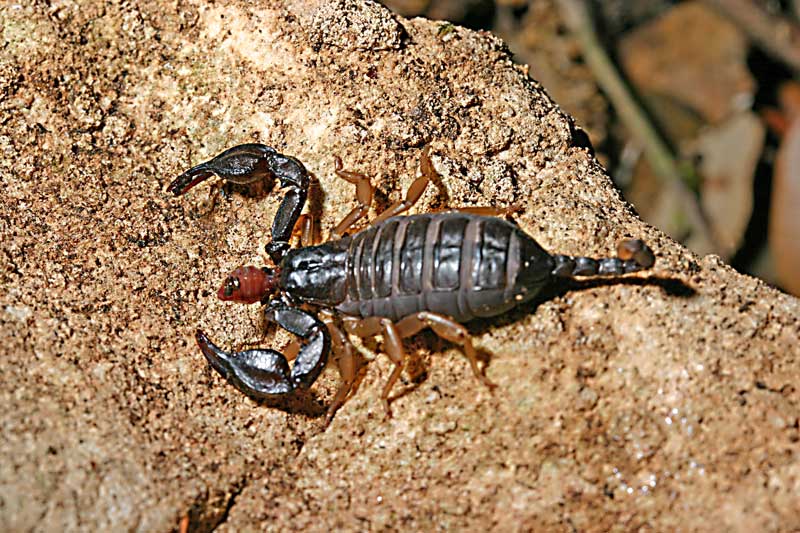 Euscorpius flavicaudis