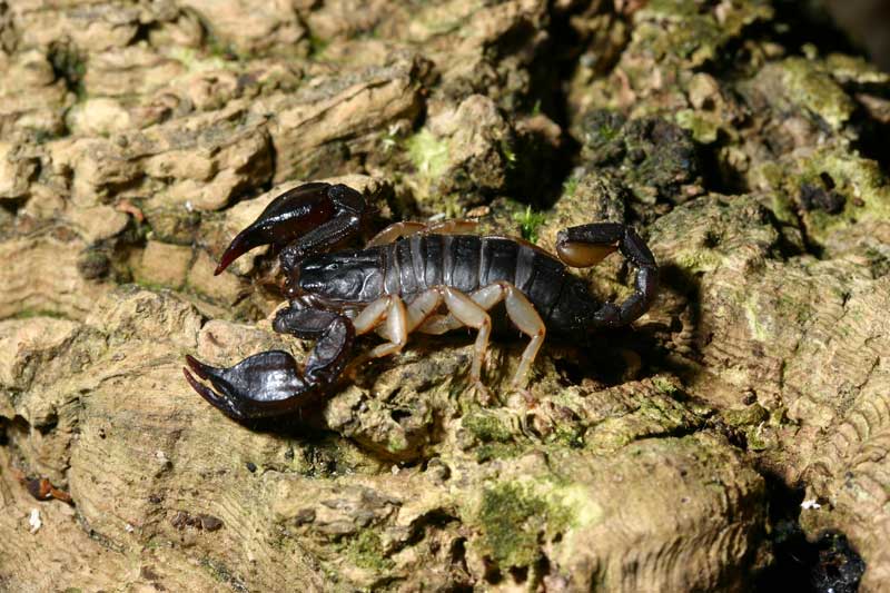Euscorpius flavicaudis