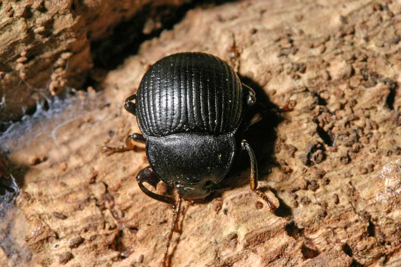 coleottero? Accanthopus velikensis