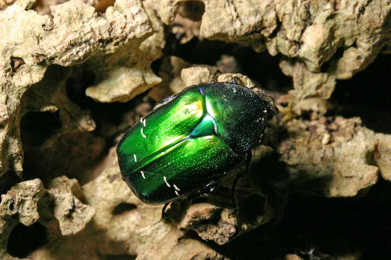 da identificare: Cetonia aurata pisana