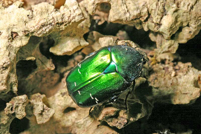 da identificare: Cetonia aurata pisana