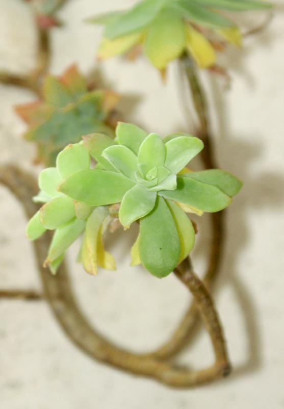 Sedum palmeri / Borracina di Palmer