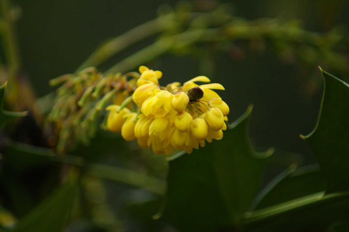 Mahonia aquifolium