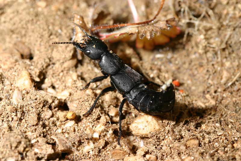 da determinare 2: Ocypus olens (Staphylinidae)