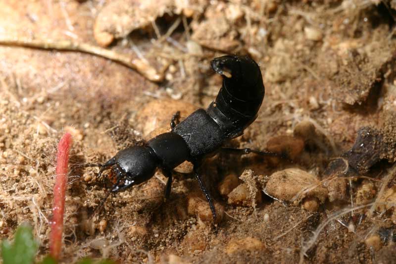 da determinare 2: Ocypus olens (Staphylinidae)