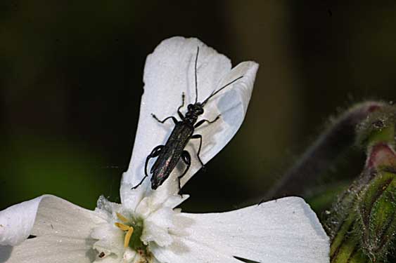 Oedemeridae: Oedemera atrata