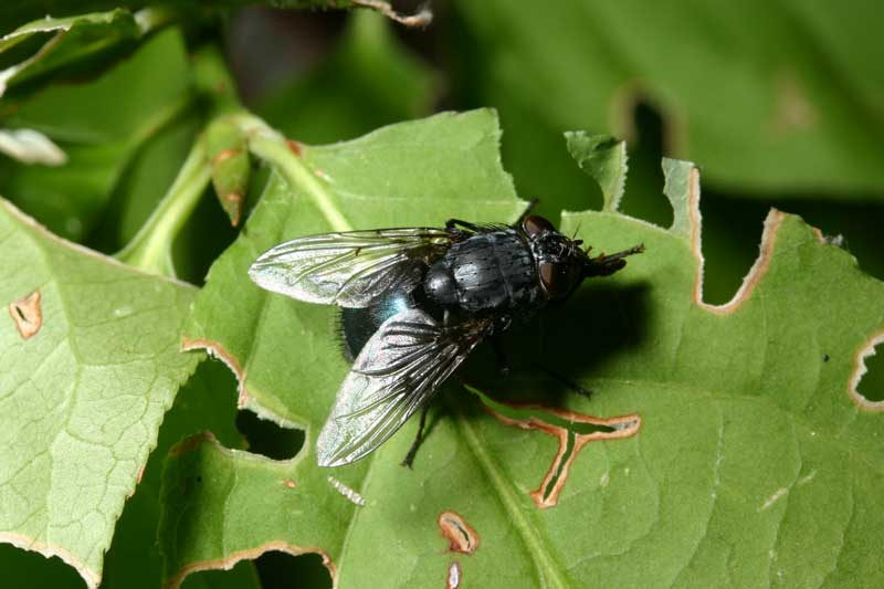 Calliphora sp.