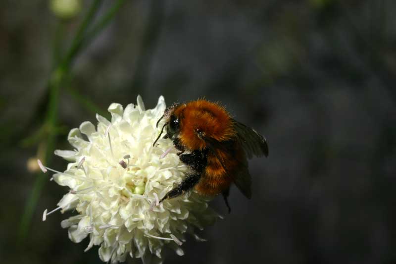 Bombus pascuorum (Apidae)