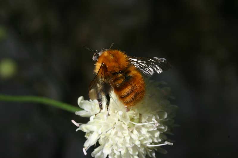 Bombus pascuorum (Apidae)