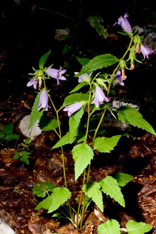 dall''Abruzzo- Campanula trachelium e Tanacetum parthenium