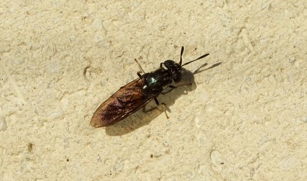 Hermetia illucens F (Stratiomyidae)