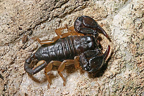 Euscorpius flavicaudis