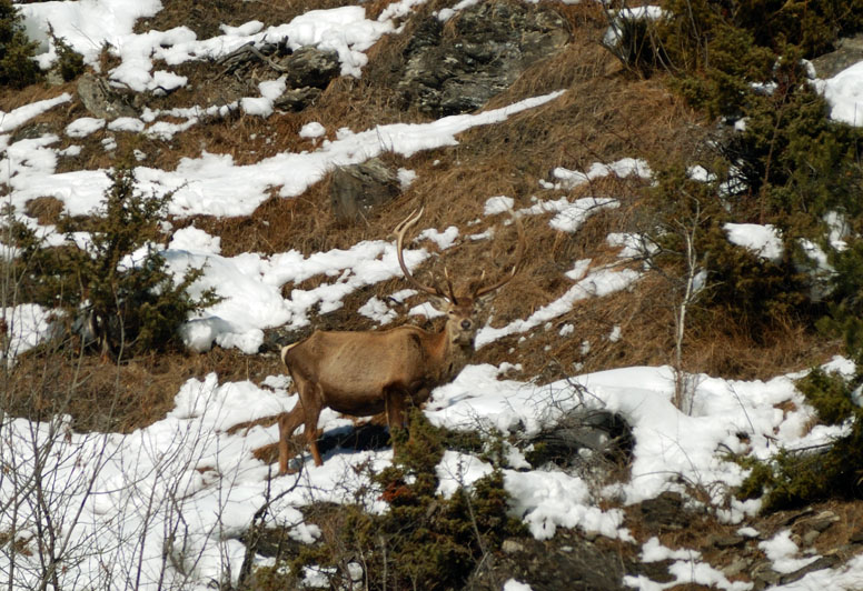 PASSIONE PER IL CERVO