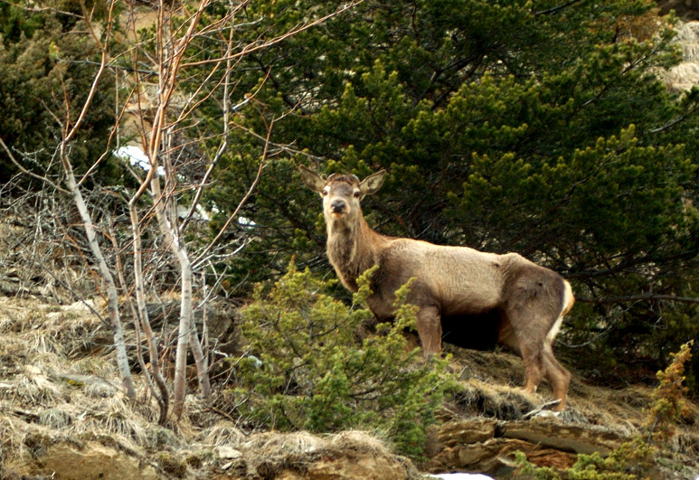 PASSIONE PER IL CERVO