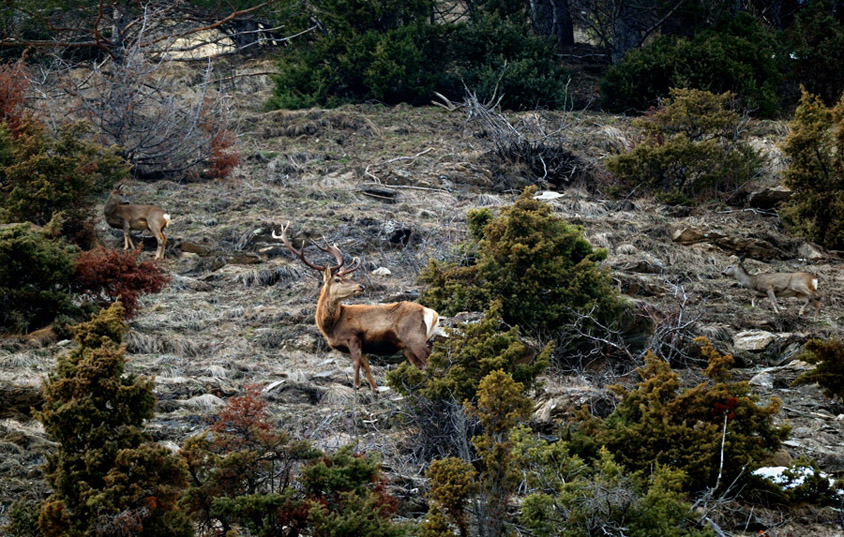 PASSIONE PER IL CERVO