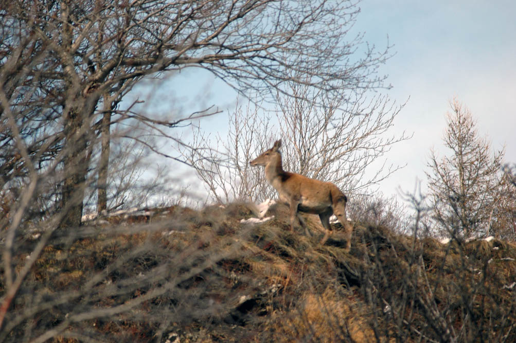 QUIZ:  INDOVINA L''UNGULATO!!! (per i non 