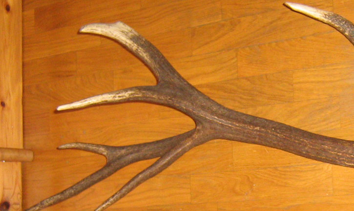 PASSIONE PER IL CERVO