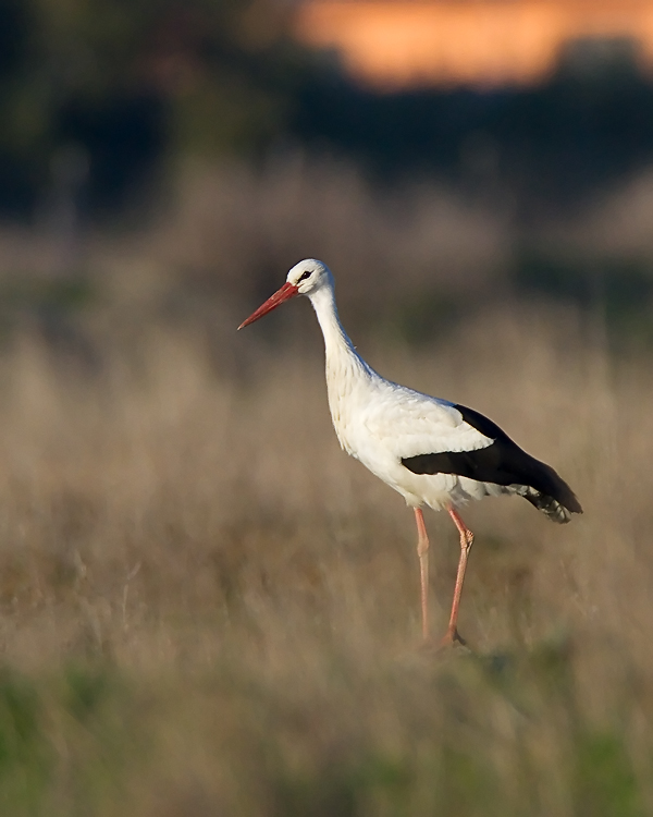 Volti della campagna laziale.