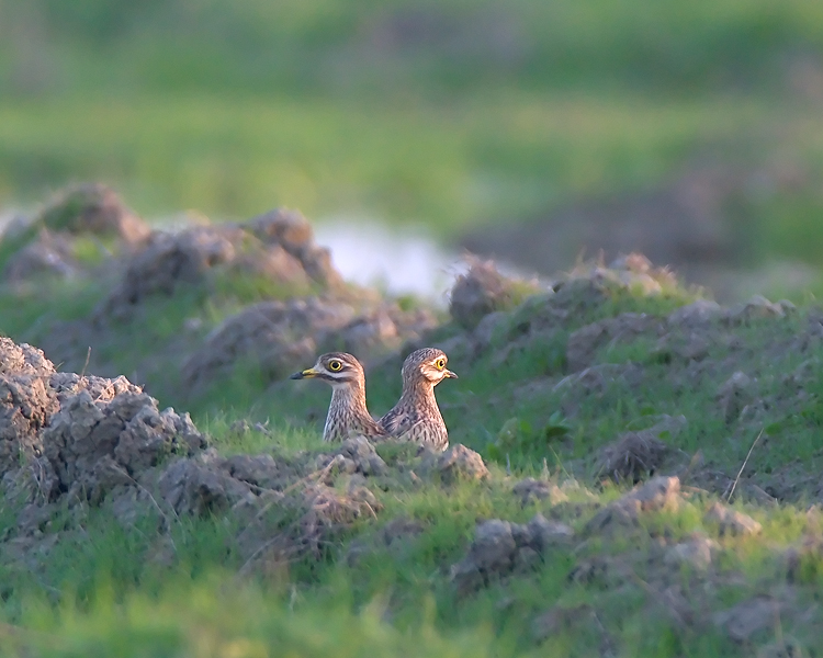 Volti della campagna laziale.