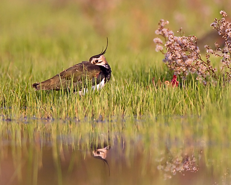 Volti della campagna laziale.