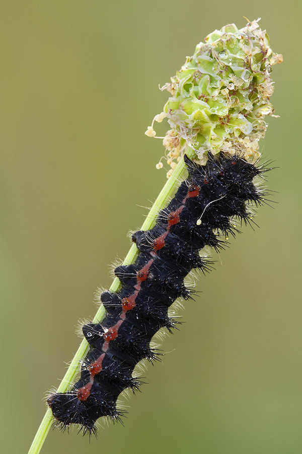 Identificazione bruco - Saturnia (Eudia) pavoniella