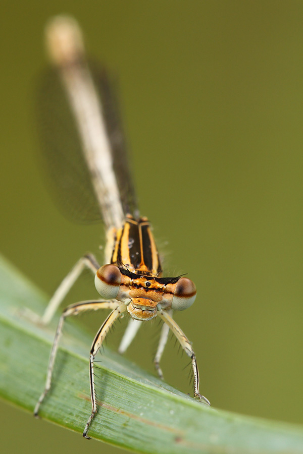 Damigella da identificare - Platycnemis pennipes
