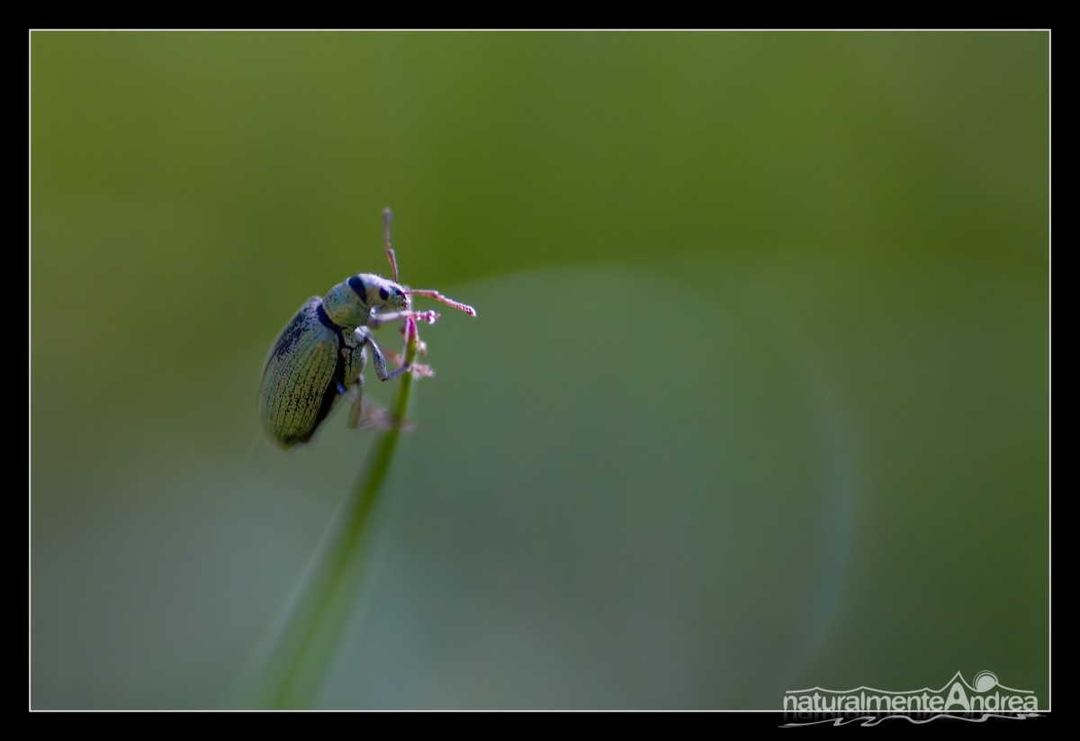 sembrerebbe un coleottero: Polydrusus