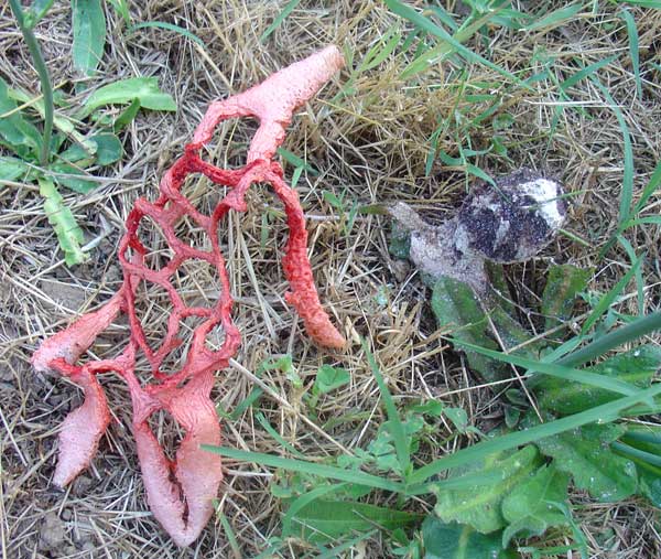 Forme bizzarre nel mio giardino (Clathrus ruber)