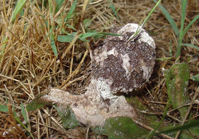Forme bizzarre nel mio giardino (Clathrus ruber)