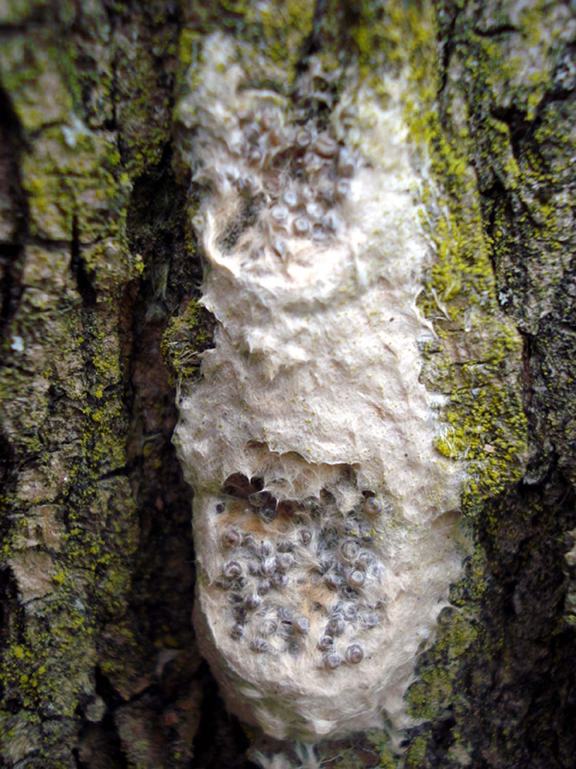 ovatura Lymantria dispar