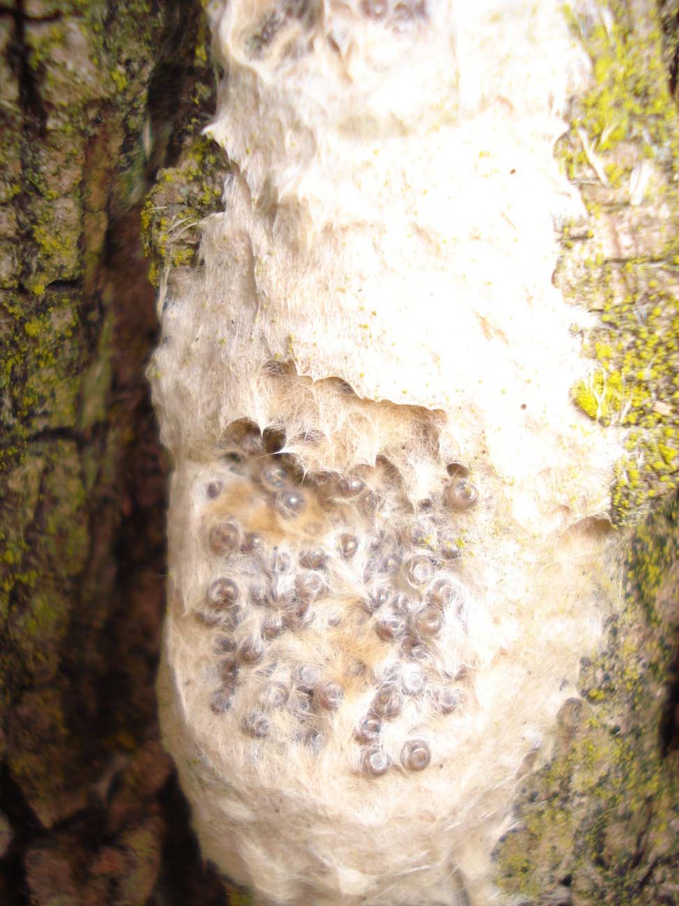 ovatura Lymantria dispar