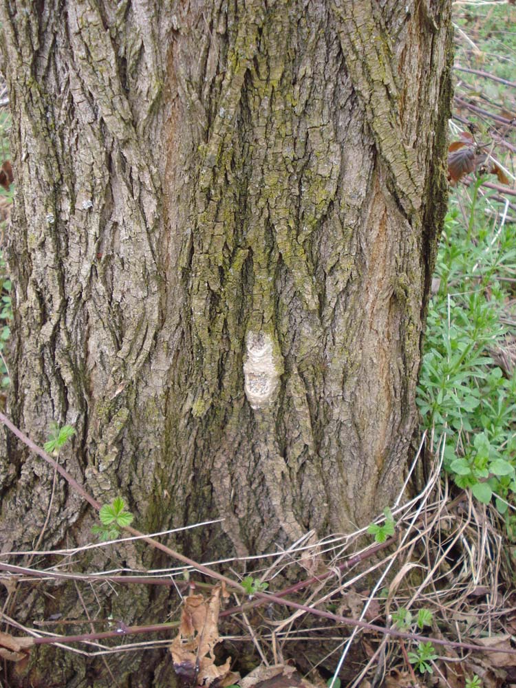 ovatura Lymantria dispar