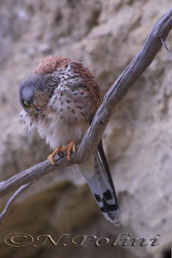 Uccelli arruffati