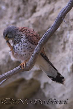 Uccelli arruffati