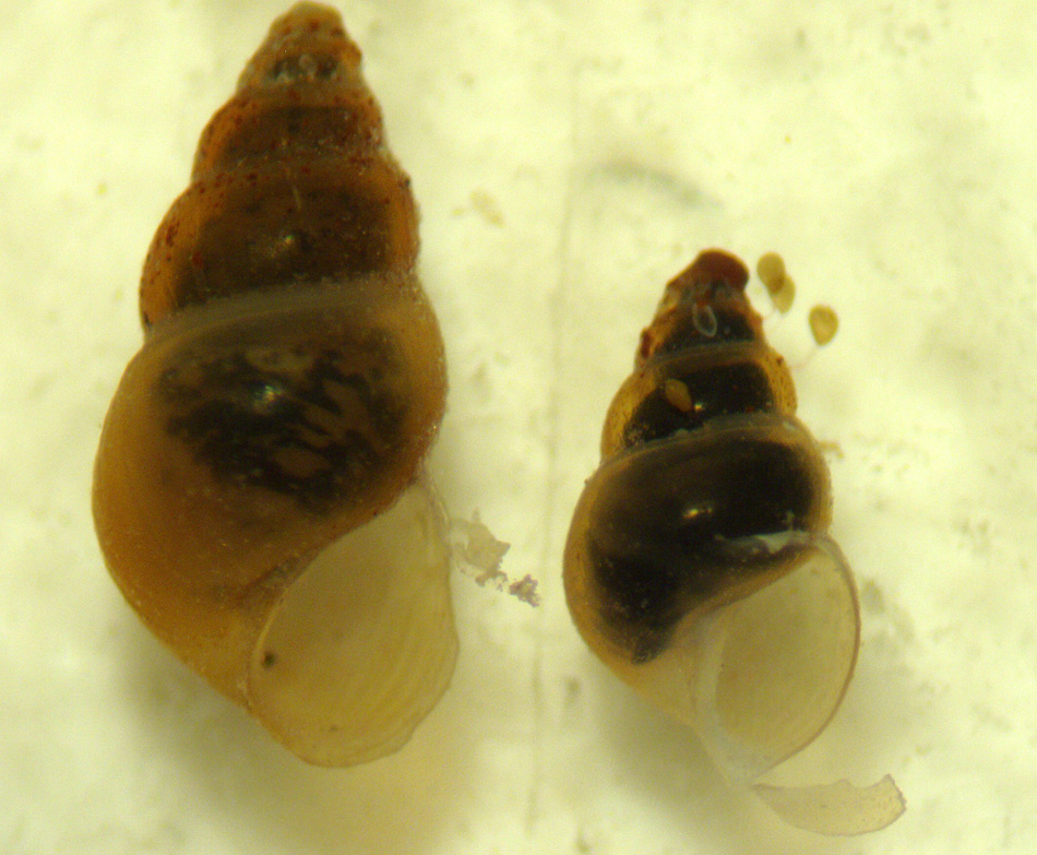 Ancora gasteropodi lagunari - Hydrobia acuta