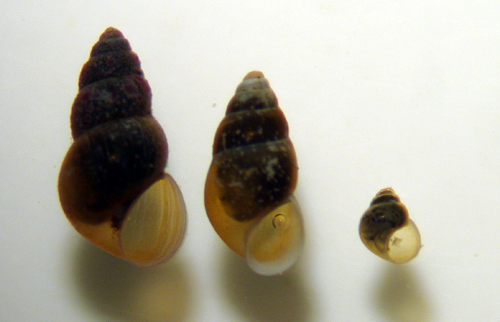 Ancora gasteropodi lagunari - Hydrobia acuta