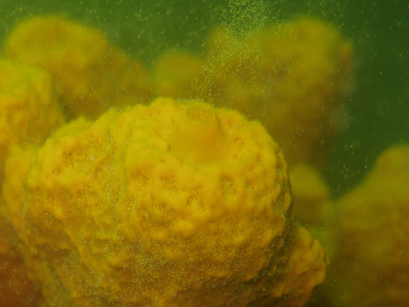 Aplysina sp. dal Golfo di Trieste